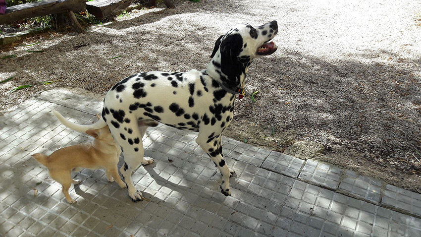 45 Calcotata 2018
